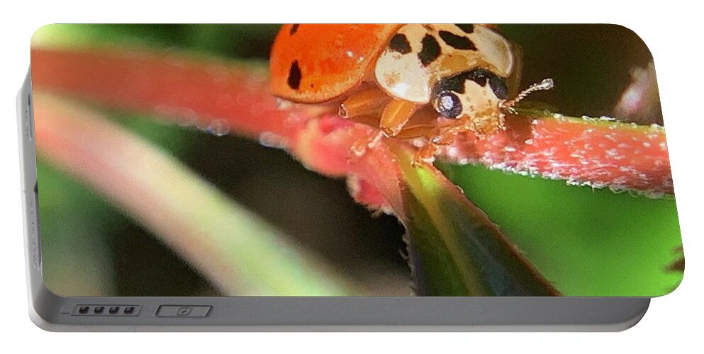 Beetle Portable Battery Charger featuring the photograph Climbing Beetle by Catherine Wilson