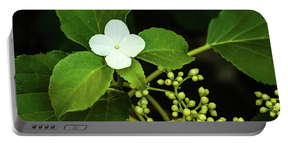 Flowers Portable Battery Charger featuring the photograph Climbing Hydrangea by David Lee