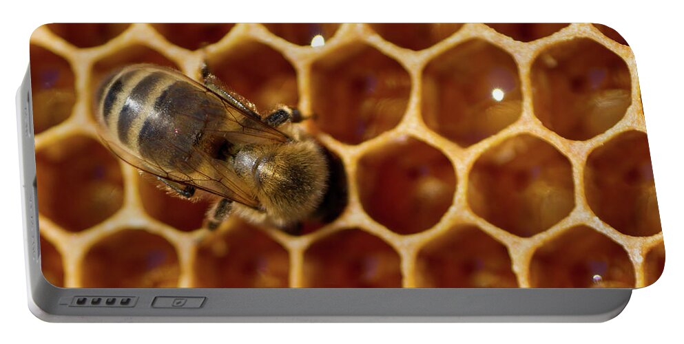 Animal Portable Battery Charger featuring the photograph Close-up of one bee on honeycomb by Jean-Luc Farges