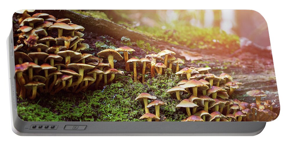 Autumn Portable Battery Charger featuring the photograph Clumps of honey fungus, armillaria, on a rotting tree in the New by Jane Rix