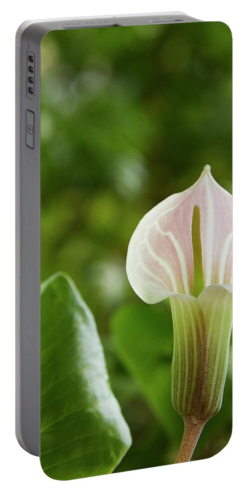 Garden Portable Battery Charger featuring the photograph Cobra Lily by Garden Gate magazine