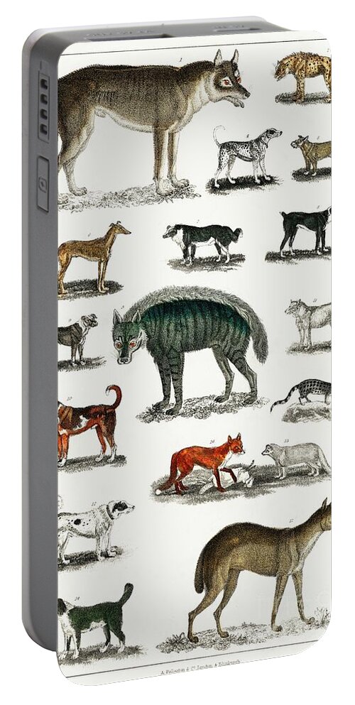 Collection of animals in the canine and feline family from A history of the  earth and animated natur Portable Battery Charger by Shop Ability - Pixels