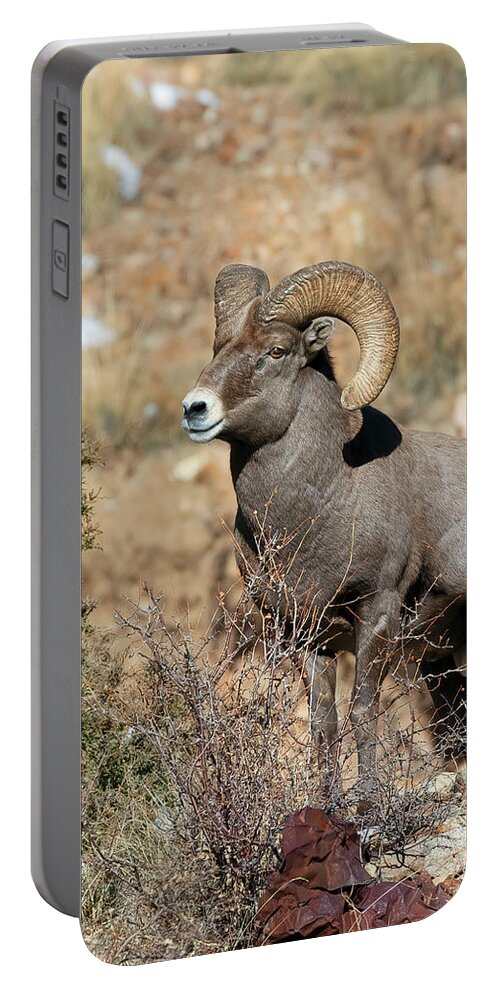 Rocky Portable Battery Charger featuring the photograph Colorado Rocky Mountain Bighorn Sheep Ram by Gary Langley