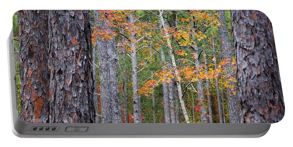 Fall Portable Battery Charger featuring the photograph Colorful Birch Tree Among the Pines of the Croatan Forest by Bob Decker