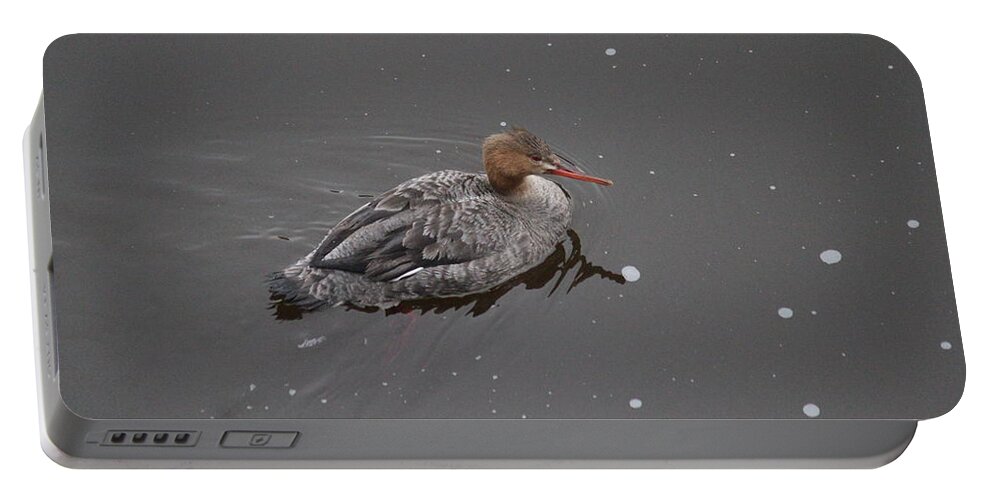 Common Merganser Portable Battery Charger featuring the photograph Common Merganser by Callen Harty