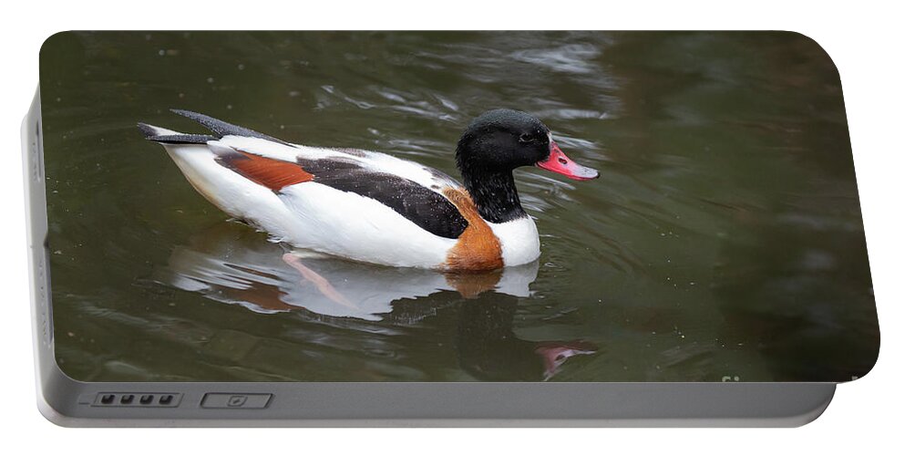 Shelduck Portable Battery Charger featuring the photograph Common Shelduck by Eva Lechner