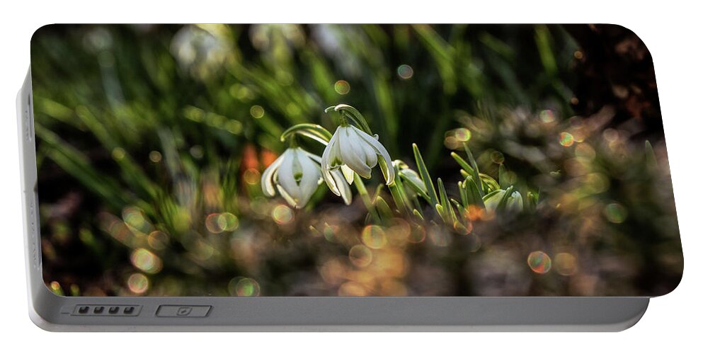 Galanthus Nivalis Portable Battery Charger featuring the photograph Galanthus nivalis, growing in beautiful garden by Vaclav Sonnek