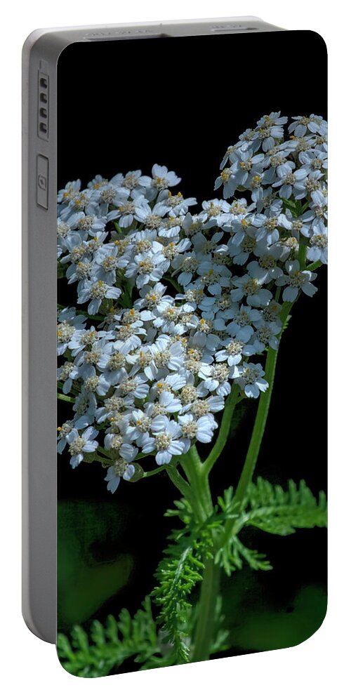 Common Yarrow Portable Battery Charger featuring the photograph Common Yarrow DFL1350 by Gerry Gantt
