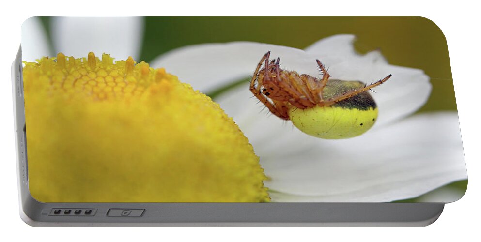  Six Spotted Orb Weaver Portable Battery Charger featuring the photograph Copycat by Jennifer Robin