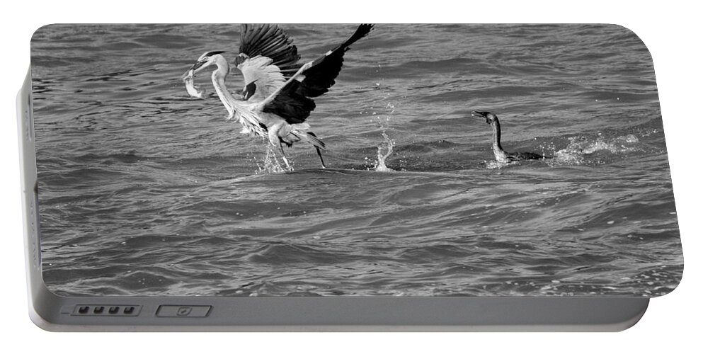 Conowingo Portable Battery Charger featuring the photograph Cormorant Chasing A Heron With A Fish Black And White by Adam Jewell