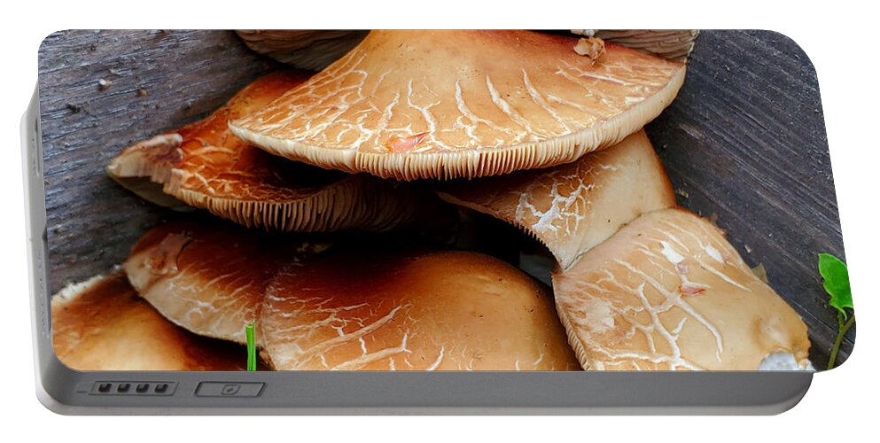 Mushrooms Portable Battery Charger featuring the photograph Corner 'shrooms by Jean Evans