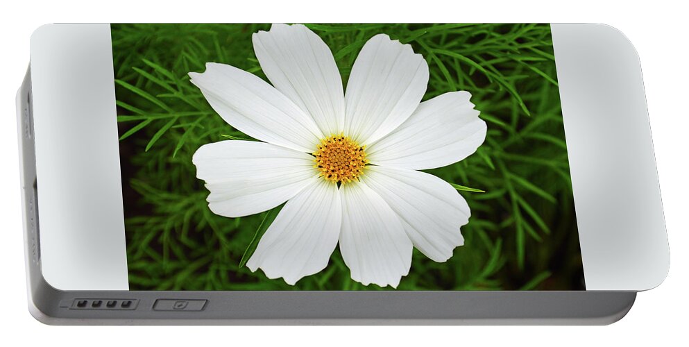 Cosmos Flower Portable Battery Charger featuring the photograph Cosmos White by Terence Davis
