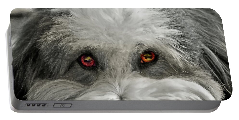 Dog Portable Battery Charger featuring the photograph Coton Eyes by Keith Armstrong