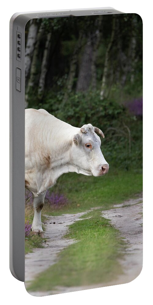 Cow Portable Battery Charger featuring the photograph Cow in the Forest by MPhotographer