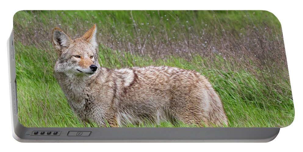 California Portable Battery Charger featuring the photograph Coyote Being Watchful by Cheryl Strahl