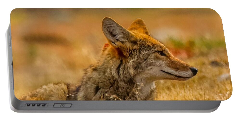 Animal Portable Battery Charger featuring the photograph Coyote in Autumn by Susan Rydberg