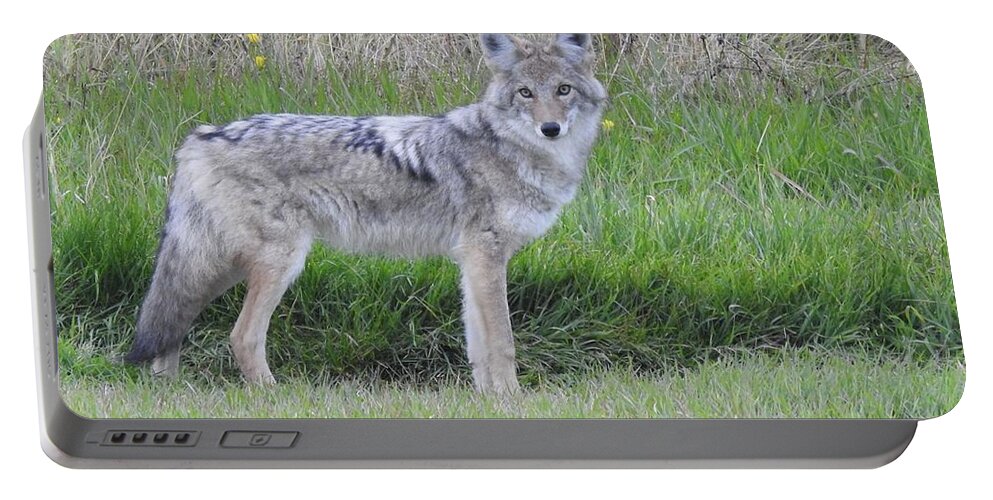 Chilcotin Coyote Portable Battery Charger featuring the photograph Coyote by Nicola Finch