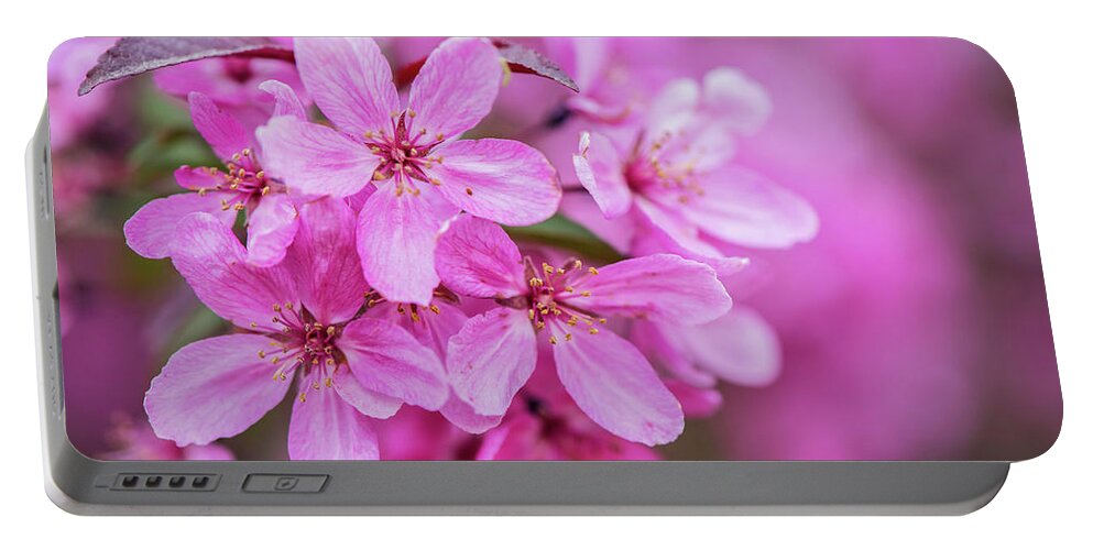 Blooms Portable Battery Charger featuring the photograph Crab Apple Blossoms by Linda Shannon Morgan
