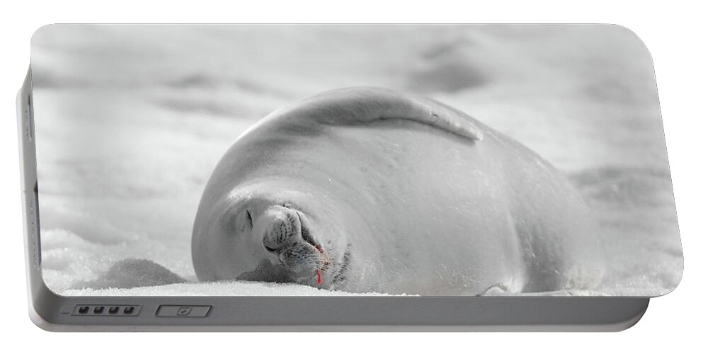 04feb20 Portable Battery Charger featuring the photograph Crabeater Seal Frozen Drool Pile BW-SC by Jeff at JSJ Photography