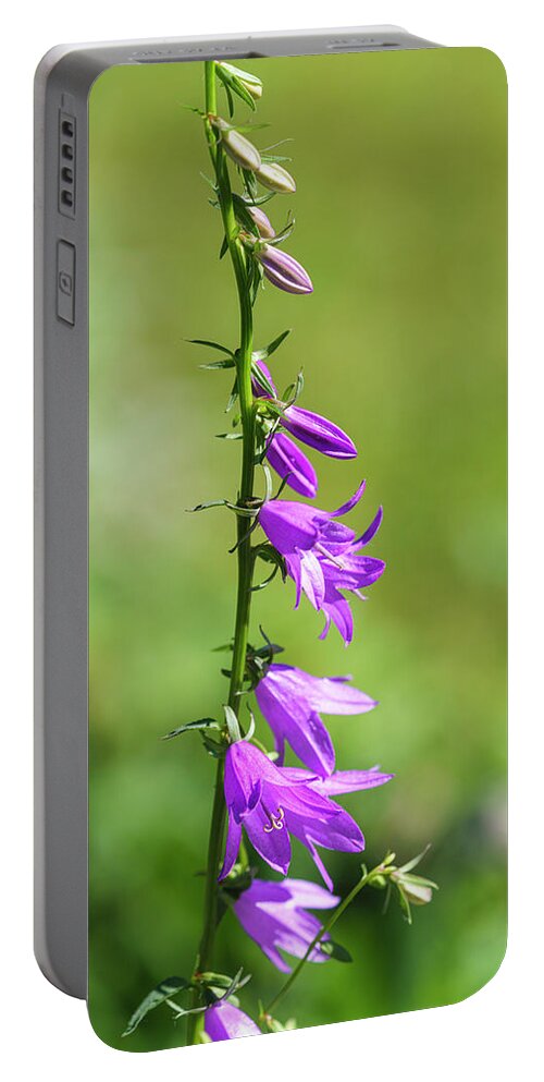 Purple Portable Battery Charger featuring the photograph Creeping Bellflower by Marianne Campolongo