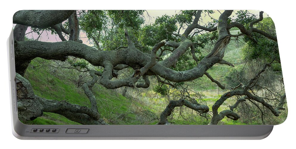 Creepy Portable Battery Charger featuring the photograph Creepy Tree by Alison Frank