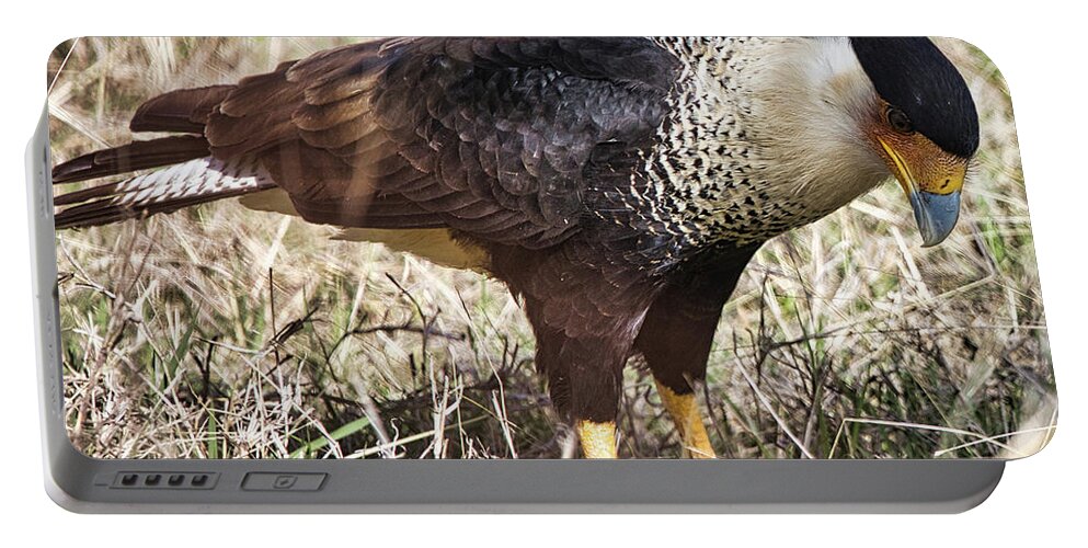 Caracara Portable Battery Charger featuring the photograph Crested Caracara by Rene Vasquez