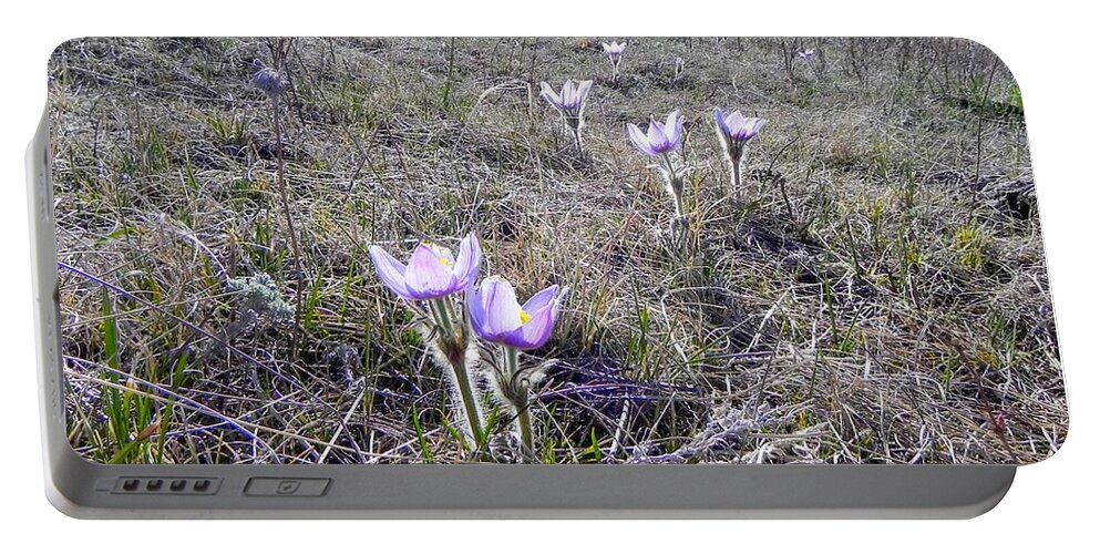 Crocus Portable Battery Charger featuring the photograph Crocuses by Amanda R Wright