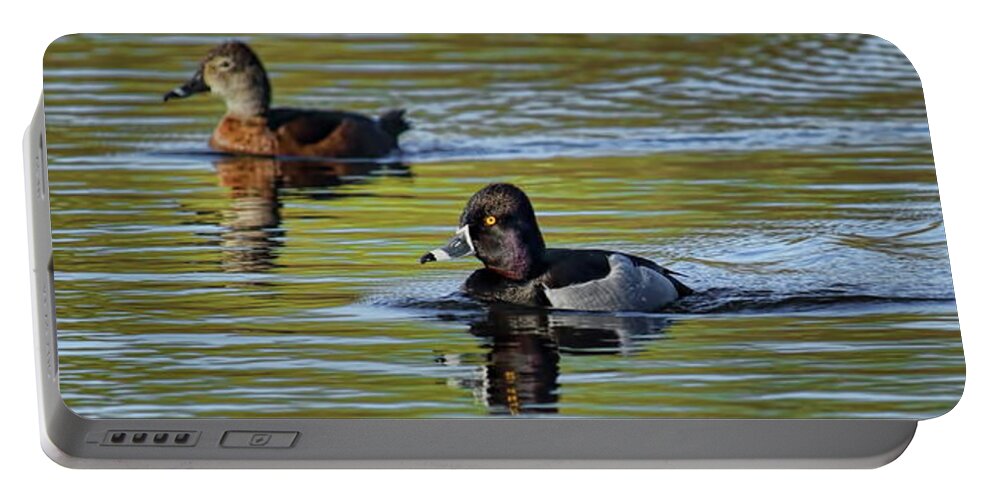 Waterfowl Portable Battery Charger featuring the photograph Cruising Ring-Necked Ducks by Dale Kauzlaric