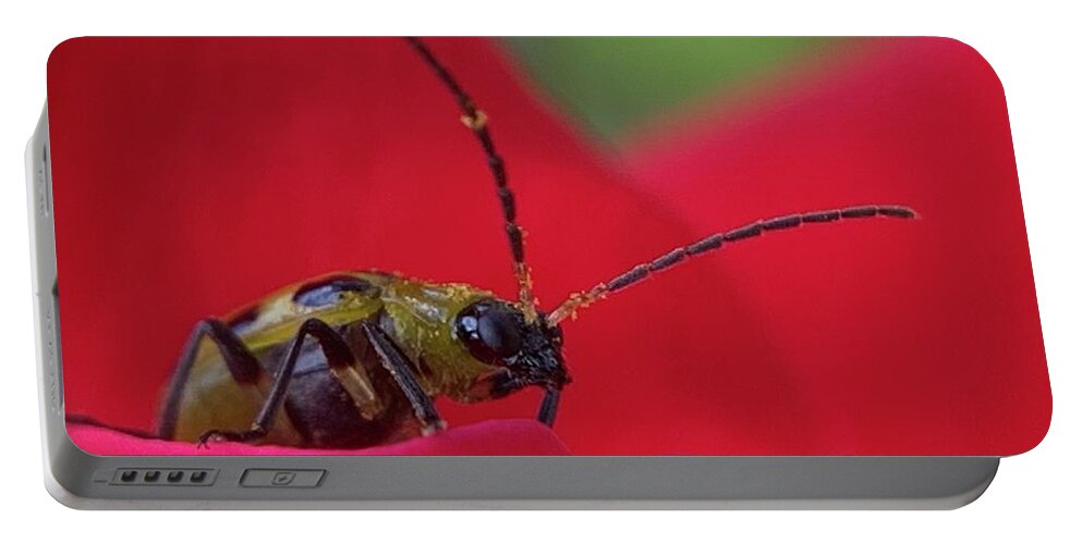 Beetle Portable Battery Charger featuring the photograph Cucumber Beetle 3 by Catherine Wilson