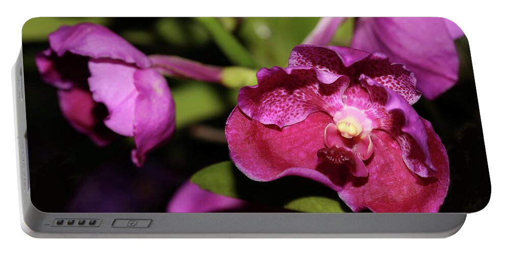 Orchid Portable Battery Charger featuring the photograph Curled Orchids by Mingming Jiang