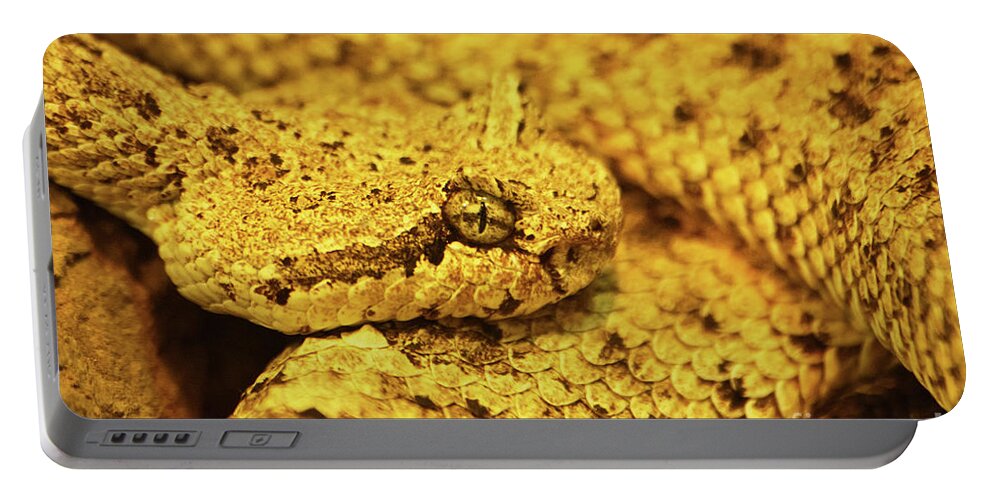 Sidewinder Portable Battery Charger featuring the photograph Curled up sidewinder, Crotalus cerastes, venomous pitviper snake by Mendelex Photography