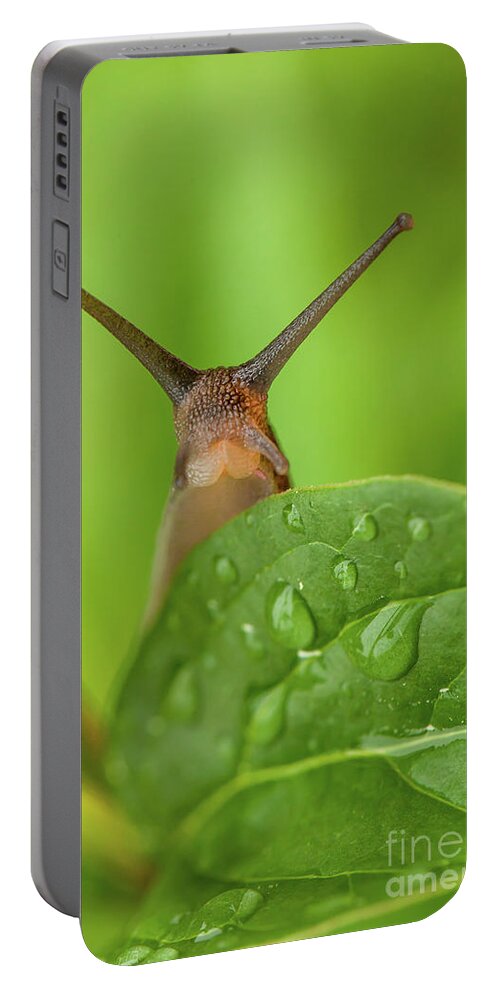 Garden Portable Battery Charger featuring the photograph Cute garden snail long tentacles on leaf by Simon Bratt