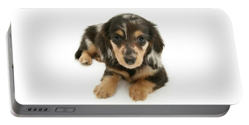 Silver Dapple Miniature Long Portable Battery Charger featuring the photograph Dachshund pup by Warren Photographic