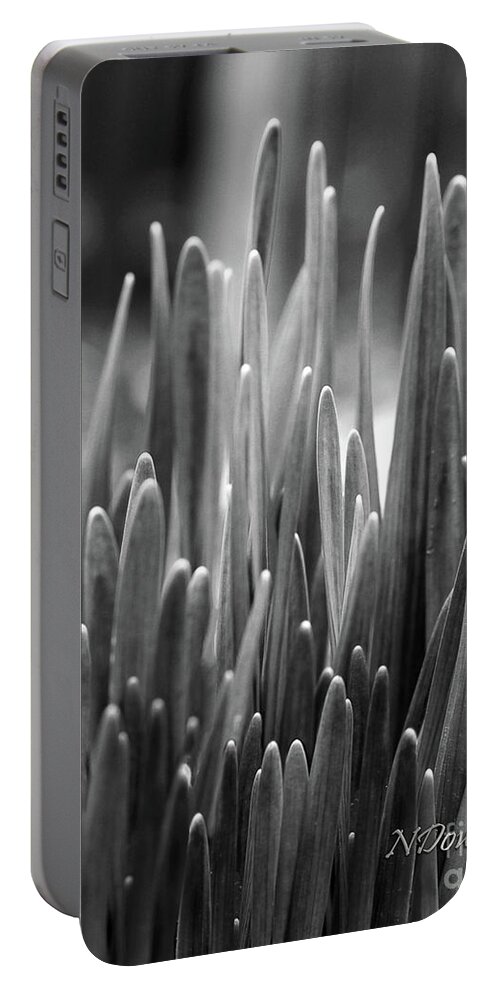 Daffodil Shoots Bw Portable Battery Charger featuring the photograph Daffodil Shoots by Natalie Dowty