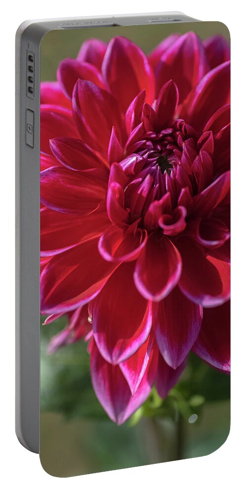 Jenny Rainbow Fine Art Photography Portable Battery Charger featuring the photograph Dahlia Canby Centenial by Jenny Rainbow