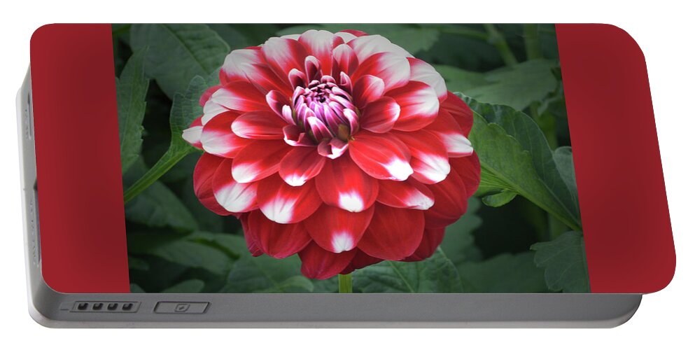 Dahlia Portable Battery Charger featuring the photograph Dahlia Checkers by Terence Davis