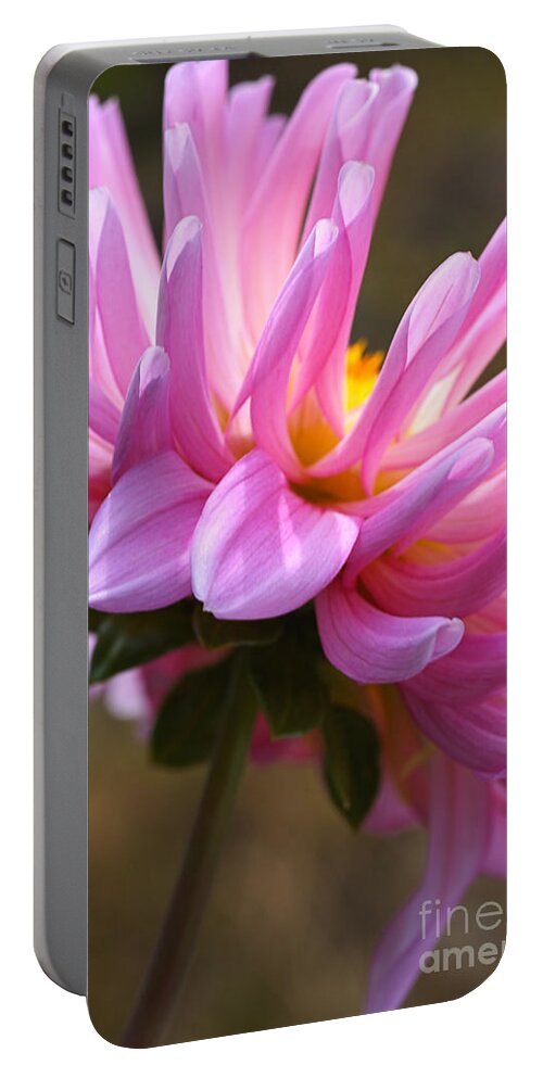 Dinner Plate Dahlia Art Portable Battery Charger featuring the photograph Dahlia's Shy by Joy Watson