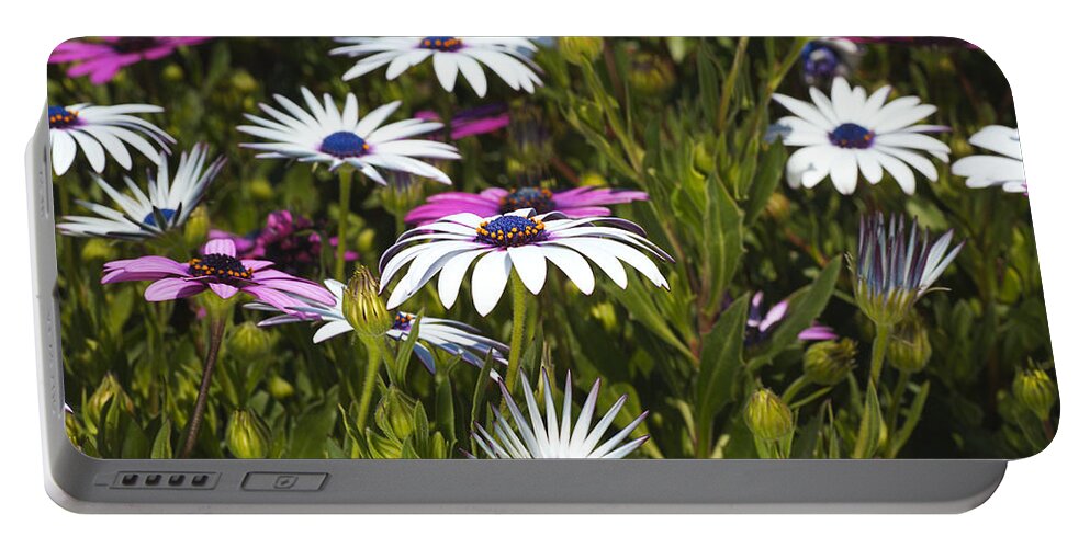 Cape Daisy Art Portable Battery Charger featuring the photograph Daisies Are Under My Feet by Joy Watson