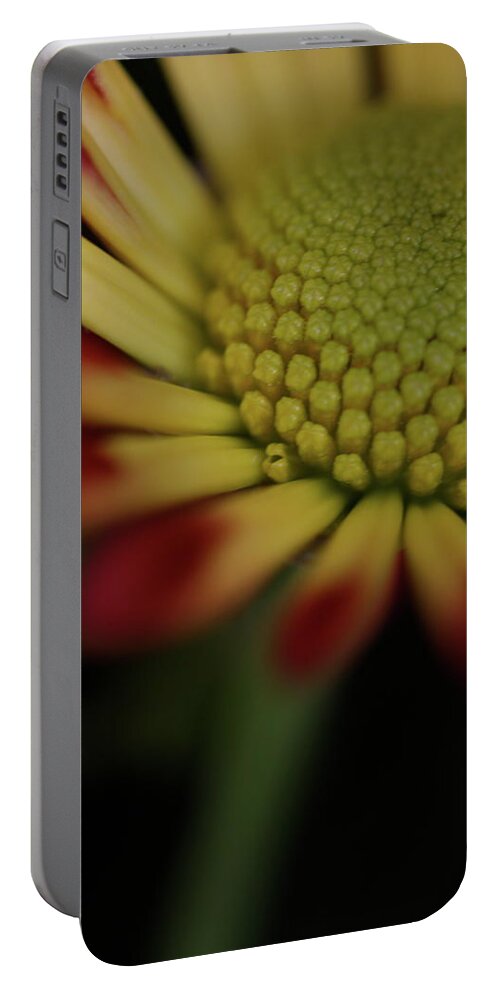 Macro Portable Battery Charger featuring the photograph Daisy 6016 by Julie Powell