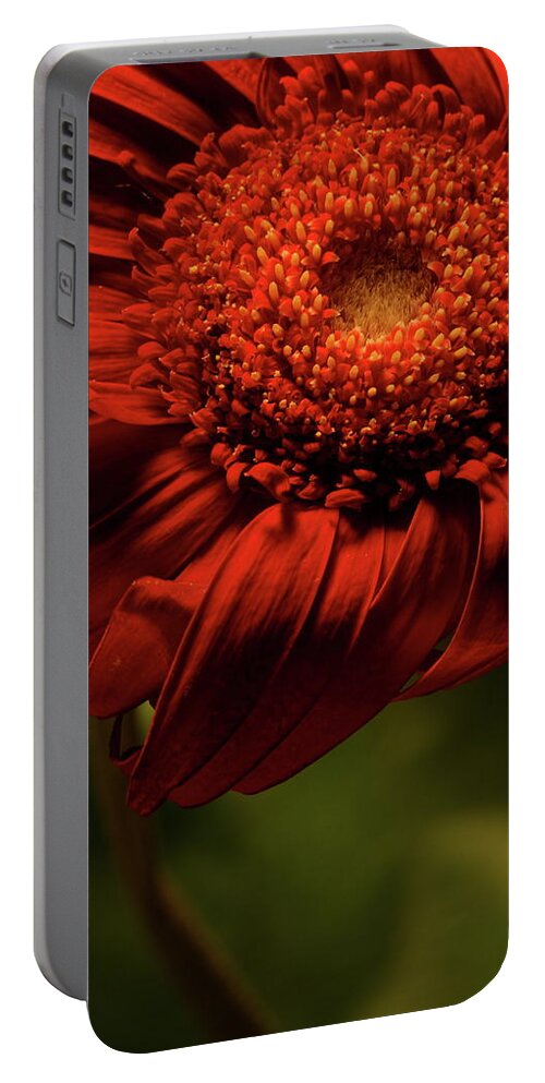 Flower Portable Battery Charger featuring the photograph Daisy 9783 by Julie Powell