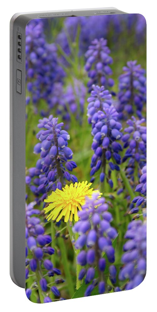 Flowers Portable Battery Charger featuring the photograph Dandelion at Highland Park by Flinn Hackett
