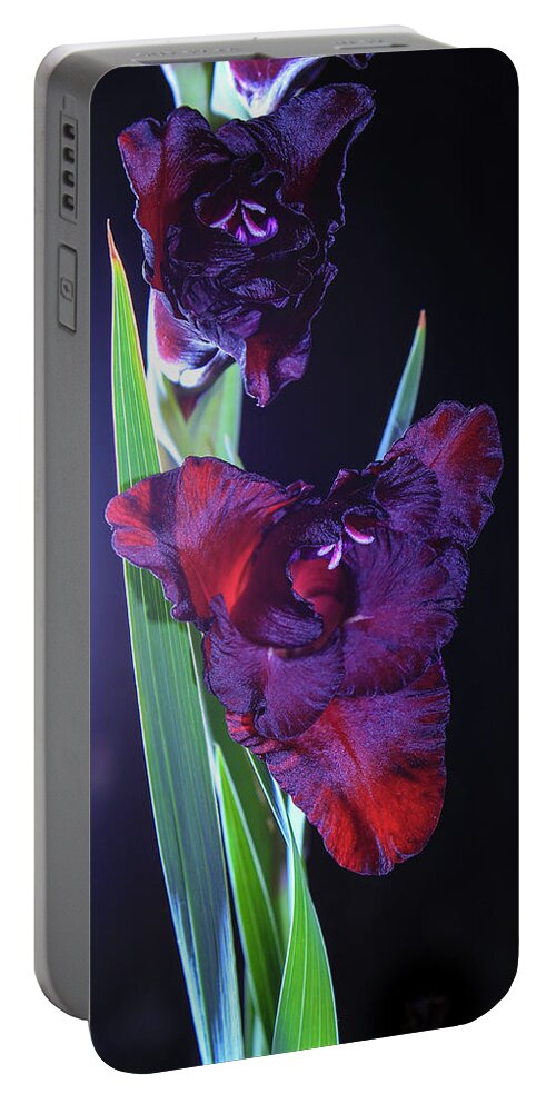 Gladiolus Portable Battery Charger featuring the photograph Dark crimson gladiolus flower by Maria Dimitrova