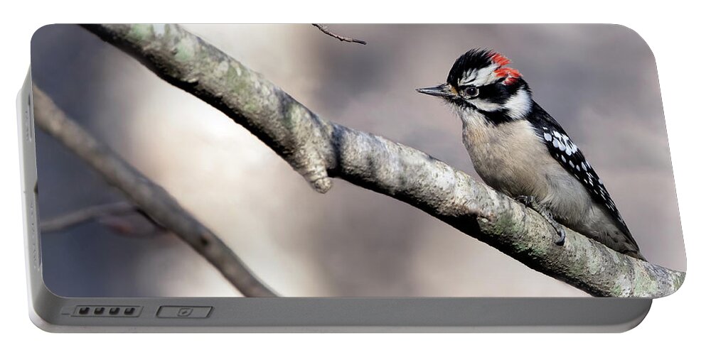 Bird Portable Battery Charger featuring the photograph December Visitor by Art Cole