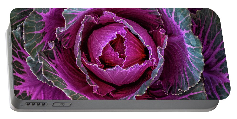 Ornamental Portable Battery Charger featuring the photograph Decorative Cabbage - Square by Elvira Peretsman