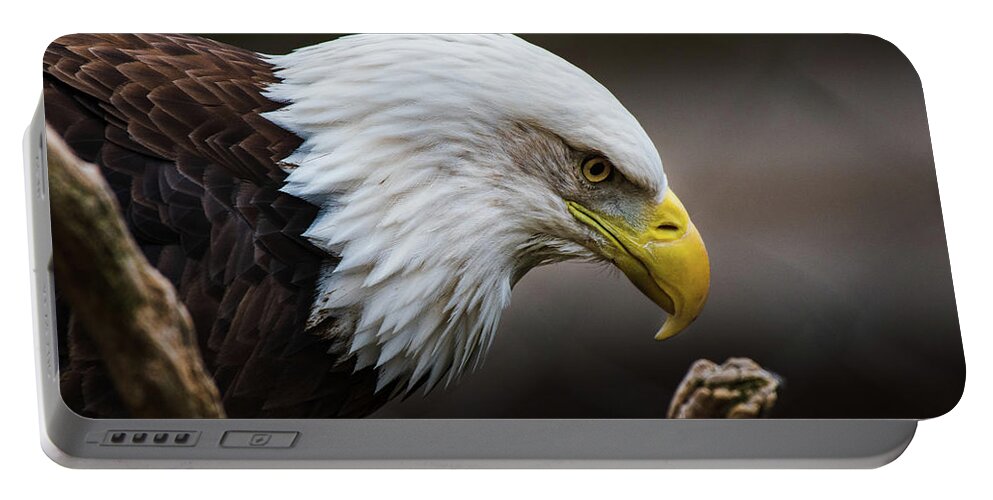Bald Eagle Portable Battery Charger featuring the photograph Deep in Thought by Rose Guinther