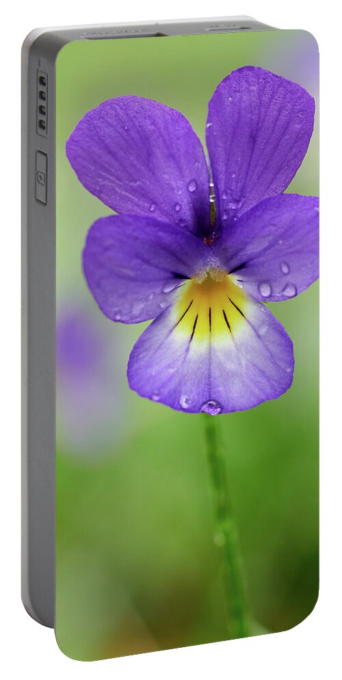 Finland Portable Battery Charger featuring the photograph Deep purple Wild pansy by Jouko Lehto