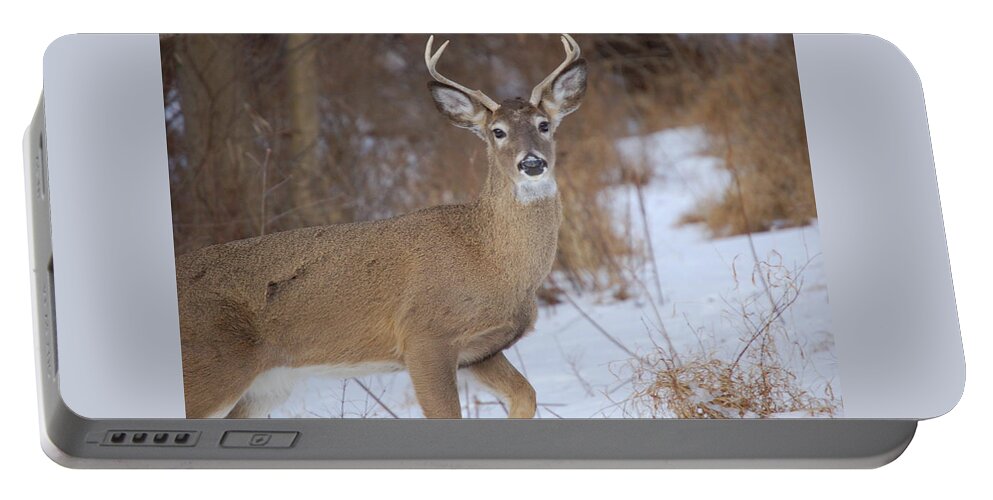 Deer Portable Battery Charger featuring the photograph Deer in Winter by Nancy Ayanna Wyatt