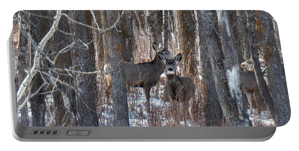 Deer Portable Battery Charger featuring the photograph Deer In Winter Woods by Karen Rispin