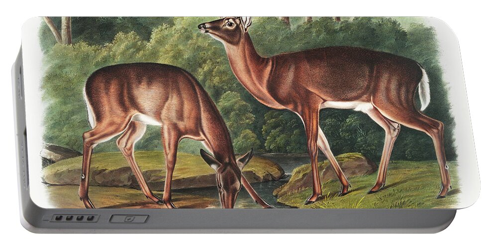 American Animals Portable Battery Charger featuring the mixed media Deer. John Woodhouse Audubon Illustration by World Art Collective