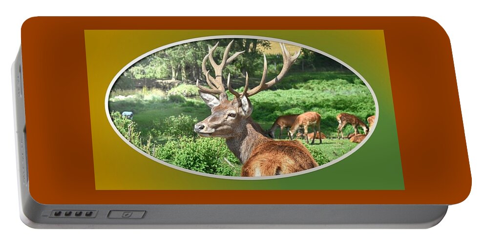 Deer Portable Battery Charger featuring the photograph Deer with Antlers by Nancy Ayanna Wyatt